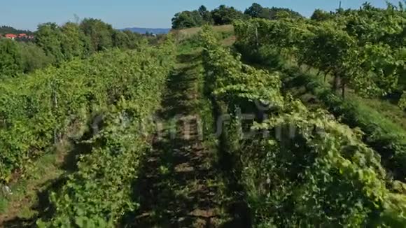 空中俯瞰葡萄园飞过一排排葡萄藤葡萄收获视频的预览图