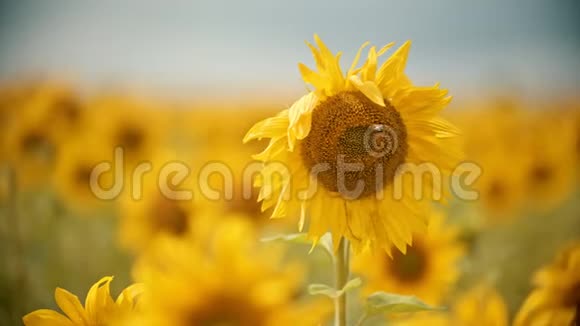一片明亮的黄色向日葵蜜蜂坐在花上收集花粉视频的预览图