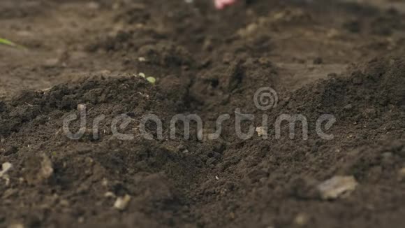 农民手在土壤里种一粒种子特写镜头视频的预览图