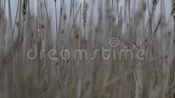 金牛座欧亚卤藏在芦苇中藏在芦苇里的卤水的声音视频的预览图