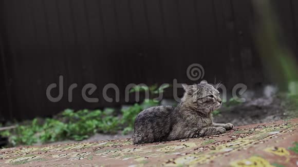 平静的灰色乡村猫在春天的阳光下躺在路上视频的预览图