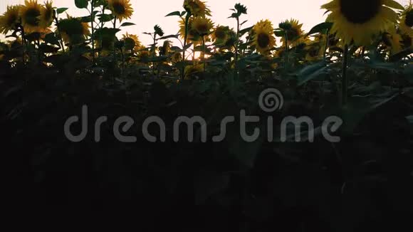 四翼飞机在美丽的日落背景下的一片盛开的向日葵上起飞视频的预览图