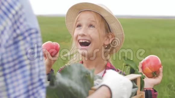 小女孩在花园里收获新鲜蔬菜有趣的园丁把新鲜的成熟蔬菜放进木箱里视频的预览图