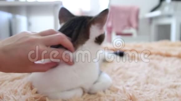 爱动物的概念雌性手抚摸沙发上可爱的睡猫泰比家猫视频的预览图