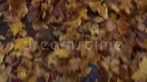 穿牛仔裤的腿在秋天会变成黄叶一个人走在秋天的森林里踢落叶视频的预览图