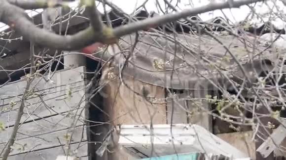 饥饿的麻雀坐在树枝上冬季视频的预览图