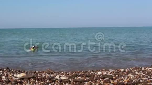 一只狗在海里的球后面游泳杰克罗素猎犬把一个球从海里带到他的主人那里清澈蓝色的大海视频的预览图