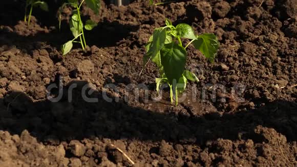 园丁从树苗里长出甜椒喝水农夫手在浇一棵嫩绿的芽视频的预览图