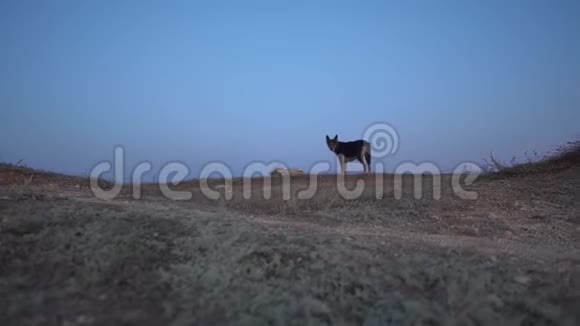 克里米亚海岸野狗惊恐地从摄像机里跑开很酷的时刻视频的预览图