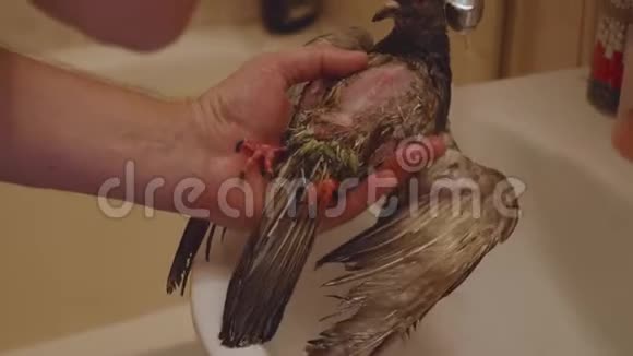 兽医在水槽里用温水洗病鸽专业护理视频的预览图