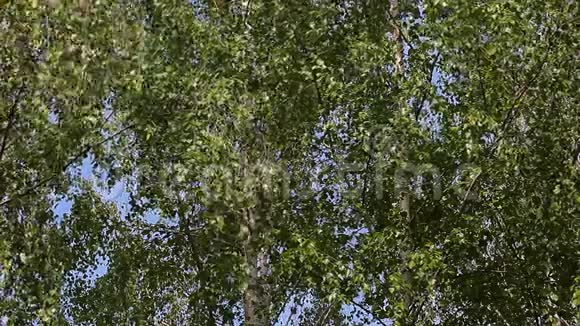 桦树蓝天风无人背景高清镜头视频的预览图