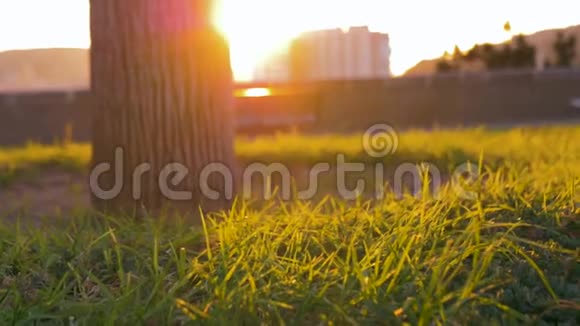 日出时的公园草地美丽的橙色完美的光线山顶公园建筑物和山脉的通道视频的预览图