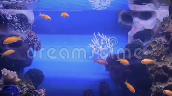 小金鱼学校珊瑚礁背景视频的预览图