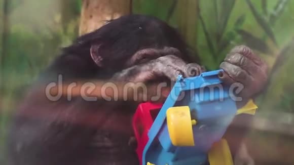 动物园里玩塑料车的猴子视频的预览图