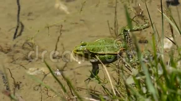 绿色青蛙的声音视频的预览图
