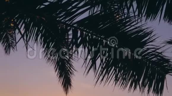 在美丽的地方日出时棕榈叶热带旅行视频的预览图