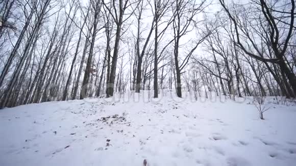 孩子们和爸爸一起在白雪皑皑的森林里雪橇在寒假里玩得开心视频的预览图