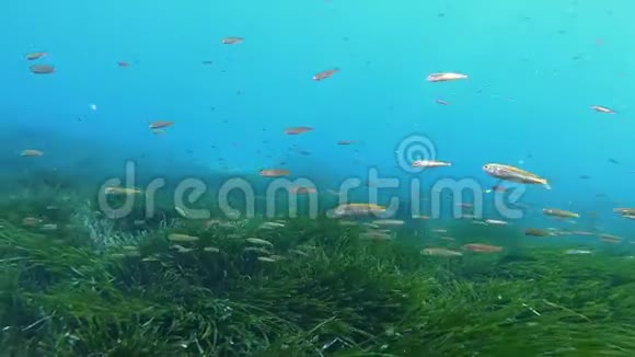 小鱼游过绿色的海草视频的预览图