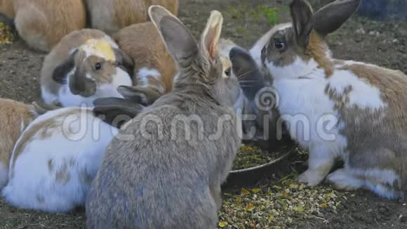 从盘子里喂兔子视频的预览图
