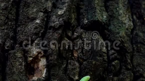 金字塔形的绿色果树在树干上爬行大绿毛虫视频的预览图