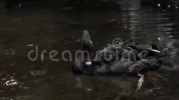 黑天鹅在池塘里游泳视频的预览图