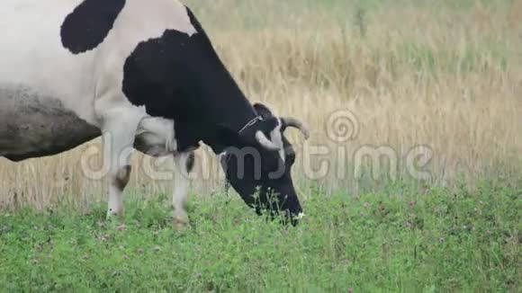 黑斑白牛在绿色草地上觅食吃生态清洁的新鲜草视频的预览图