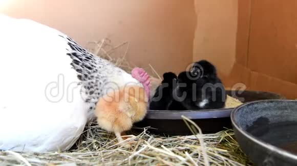 母鸡妈妈和小鸡在喂食视频的预览图