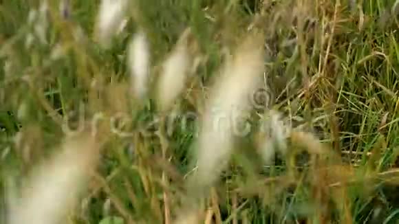 田野或草地上的绿色野草随风摇摆自然背景选择性聚焦视频的预览图
