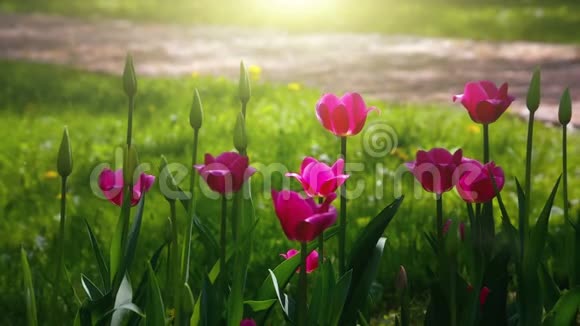 郁金香花在阳光下的夏日花园视频的预览图