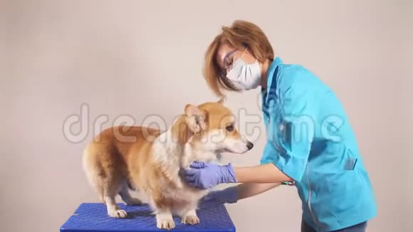照顾生病的宠物的兽医画像视频的预览图
