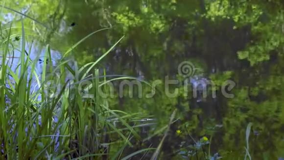 河上的黑色蜻蜓视频的预览图