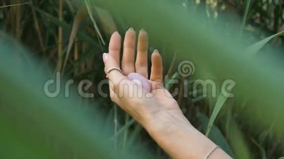 玫瑰石英宝石手中的绿色茎背景户外女子手与法国美甲手持粉红色水晶尤尼视频的预览图