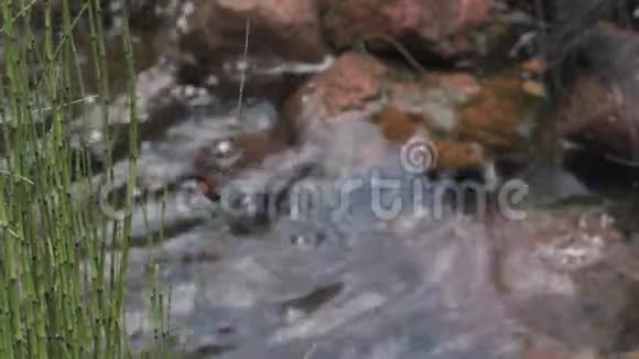 蜻蜓坐在溪边的芦苇上视频的预览图