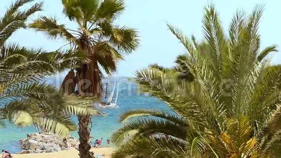 热带海滩上的棕榈树视频的预览图