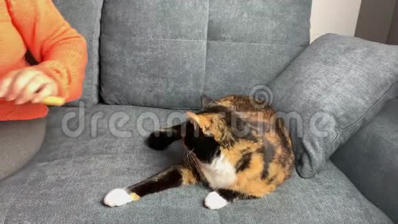 猫坐在灰色的沙发上咬人一个梳头的女人宠物护理的概念视频的预览图
