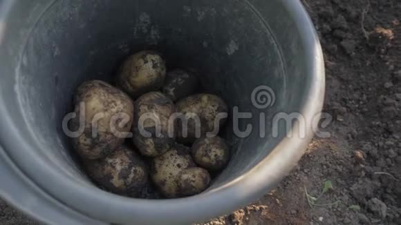 土豆掉进桶里一个人正在收割土豆种土豆一个人用铁锹挖土豆视频的预览图
