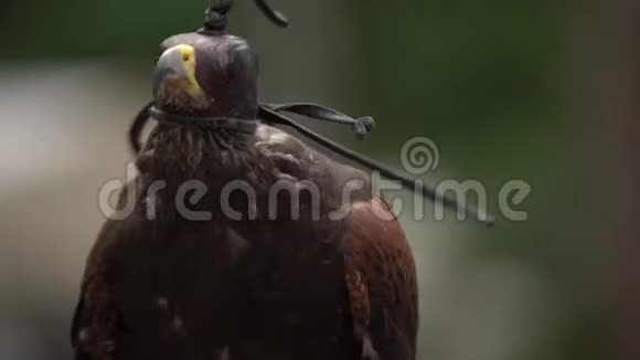 戴皮头盖的猎鹰坐在人的手上户外戴着致盲头盔的野猎猎鹰视频的预览图