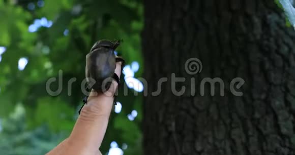 一只雌性甲虫在东京街头附近的一棵树上视频的预览图