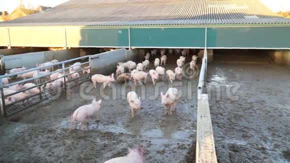 农场里有很多猪视频的预览图