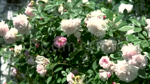 美丽的白色盛开的伯内特玫瑰灌木风的天气风动叶和流视频的预览图