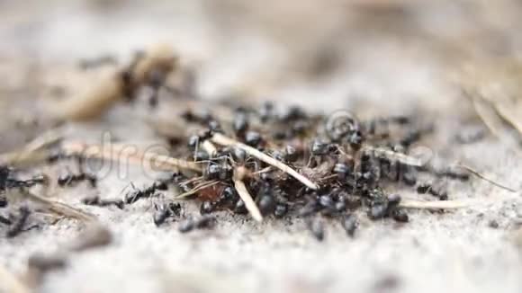 黑蚂蚁成群的蠕虫和鹿角雌虫种类欧洲视频的预览图