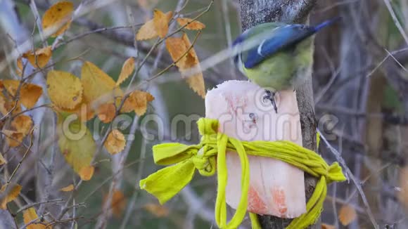 鸟欧亚蓝色的蓝雀蓝雀它坐在树枝上吃猪油视频的预览图