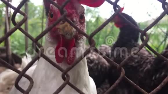 鸡笼里养着鸡透过旧金属网的细胞看着摄像机视频的预览图