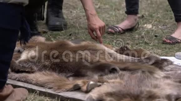 人类双手捡起地上的野生动物皮毛在乡村出售动物皮毛视频的预览图