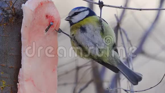 鸟欧亚蓝色的蓝雀蓝雀它坐在树枝上吃猪油视频的预览图