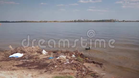 生态问题污染河流水岸的塑料垃圾和鸭子游泳视频的预览图