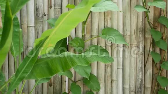 香蕉在墙上留下背景热带绿色香蕉叶破旧的木质竹墙背景视频的预览图