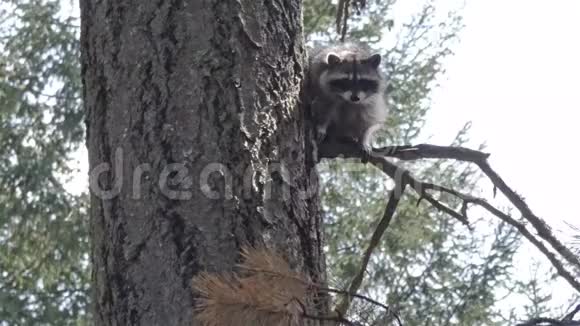 小毛浣熊栖息在松树上从上面往下看视频的预览图
