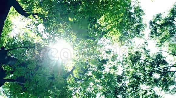 来自树木的阳光视频的预览图