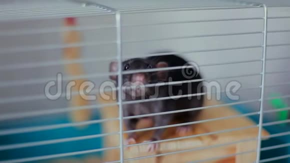 笼子里的宠物老鼠视频的预览图